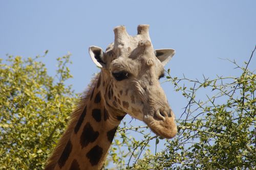 Žirafa, Galva, Kaklas, Patinas, Gyvūnas, Laukiniai, Gamta, Fauna, Afrika, Niger, Kouré, Laukinis Gyvūnas, Portretas