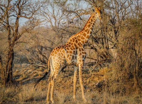 Žirafa, Afrika, Gyvūnas, Laukiniai, Gamta, Safari
