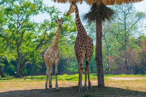 Žirafa, Žirafos, Safari, Gamta, Žinduoliai
