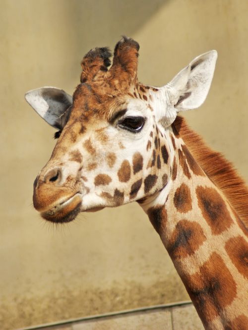 Žirafa, Gyvūnas, Laukiniai, Zoologijos Sodas, Safari, Zoologijos Sodai, Nosis, Mielas, Afrika