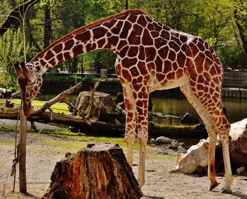 Žirafa, Zoologijos Sodas, Gyvūnas, Gyvūnų Portretas, Tierpark Hellabrunn, Munich
