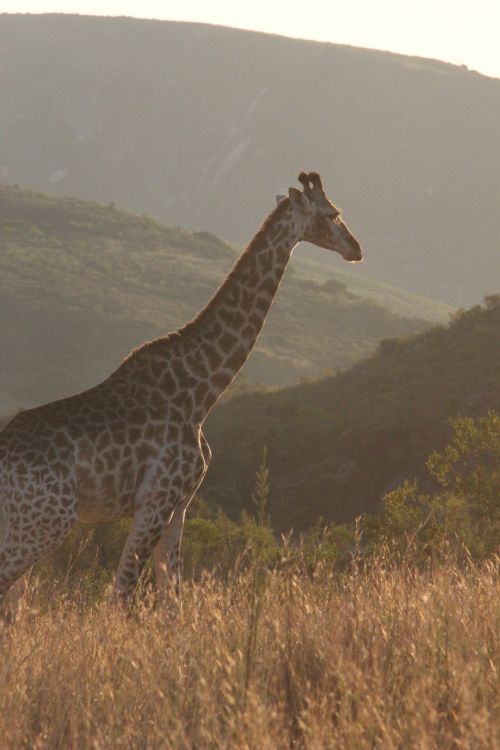Žirafa, Afrika, Gamta, Laukinė Gamta, Gyvūnas, Savanna, Žolė, Kraštovaizdis, Pietų Afrika, Saulėlydis, Lauke, Vaizdingas, Safari