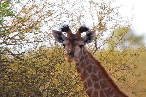 Žirafa, Pietų Afrika, Gyvūnai, Gamta, Laukiniai, Laukinė Gamta