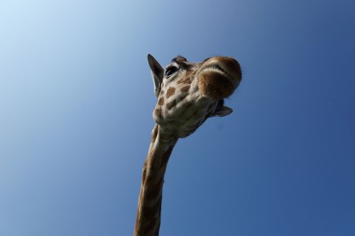 Žirafa, Dangus, Laukinis Gyvūnas, Nacionalinis Parkas, Žinduolis, Juokinga, Safari, Galva, Gyvūnas, Retikuliuotas Žirafas, Serengeti