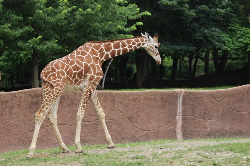 Žirafa, Raudonos Uolos, Saint Louis, Zoologijos Sodas