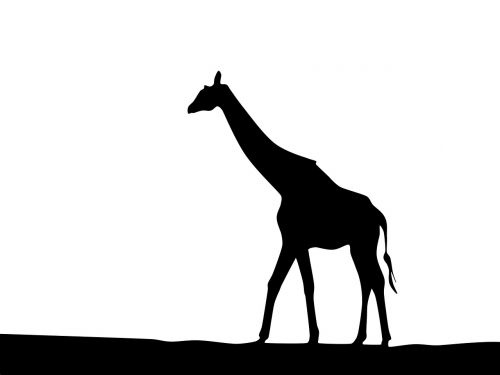 Žirafa, Gamta, Afrika, Siluetas, Priešieškinis
