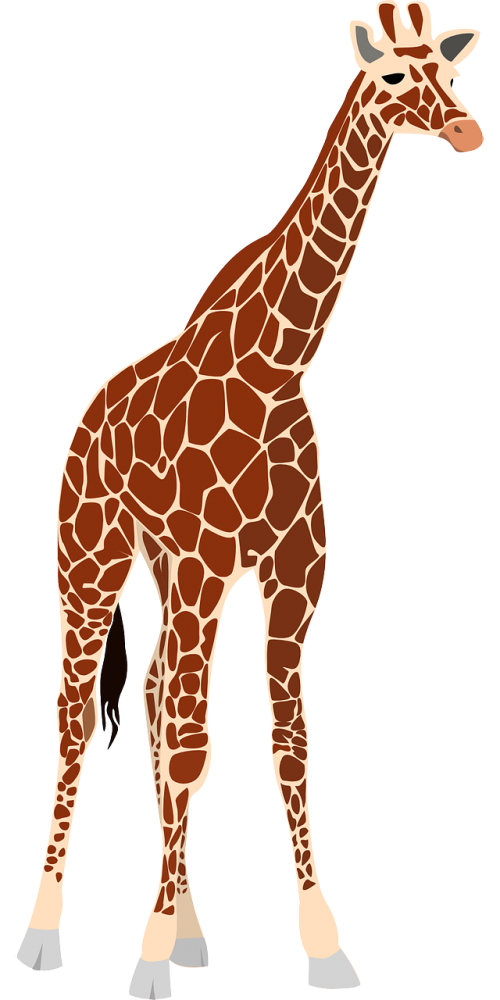 Žirafa, Gamta, Afrika, Safari, Laukinė Gamta, Gyvūnas, Zoologijos Sodas, Nemokama Vektorinė Grafika