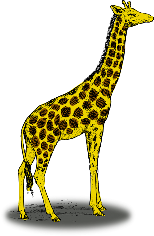Žirafa, Laukinė Gamta, Aukštas, Afrika, Gyvūnas, Žinduolis, Safari, Nemokama Vektorinė Grafika