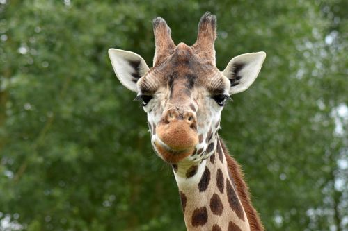 Žirafa, Gyvūnas, Safari, Mielas, Kaklas, Zoologijos Sodas, Afrika, Laukiniai