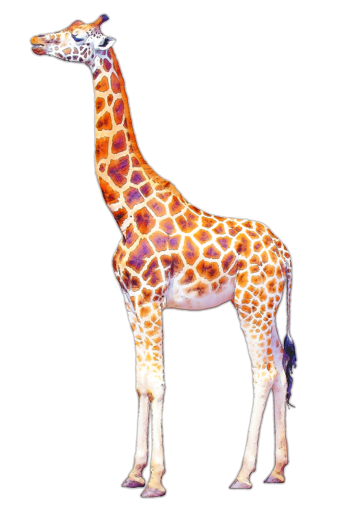 Žirafa, Izoliuotas, Iliustracija, Ilgas Kaklas, Piešimas