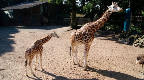 Žirafa, Jaunas, Gyvūnai, Parkas, Motina Ir Vaiku, Gyvūnų Pasaulis, Žirafa Jauni
