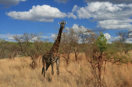 Žirafa, Safari, Afrika, Tanzanija, Savana, Laukiniai, Krūmas