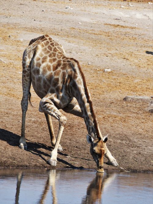 Žirafa, Gerti, Dislokuoti, Joga, Vandens Skylė, Vanduo, Safari, Nacionalinis Parkas, Laistymo Anga, Namibija, Dykuma, Gamta, Pastebėtas, Laukinis Gyvūnas, Afrika, Kaklas