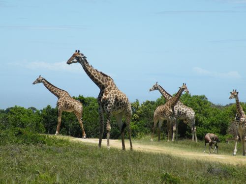 Žirafa, Laukiniai, Gyvūnas, Žinduolis, Gamta, Afrika, Safari, Laukinė Gamta