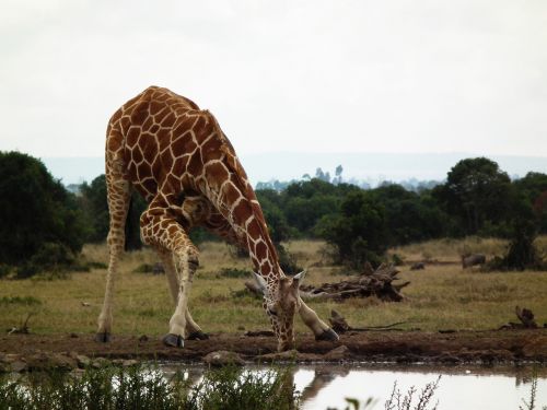 Žirafa, Kenya, Afrika, Laukinė Gamta, Safari, Laukiniai, Vandens Skylė, Gerti, Vanduo, Gamta, Gyvūnas, Rezervas, Išsaugojimas, Buveinė