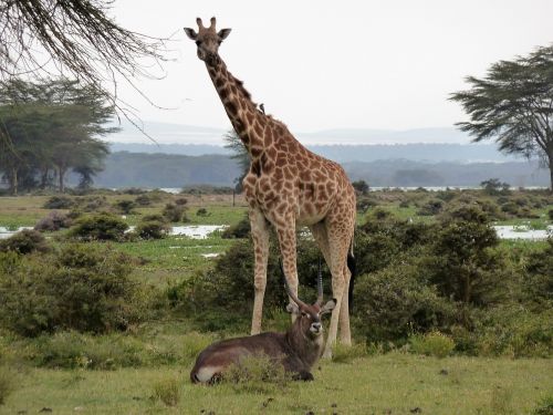 Žirafa, Afrika, Safari, Laukinė Gamta, Laukinės Gamtos Fotografija, Gamta