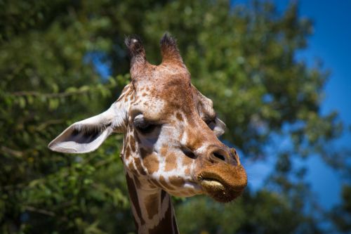 Žirafa, Gyvūnas, Zoologijos Sodas, Ausinės, Fauna, Ilgas Kaklas