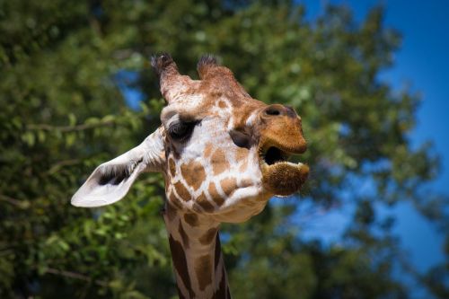 Žirafa, Gyvūnas, Zoologijos Sodas, Ausinės, Fauna, Ilgas Kaklas, Išsižiok, Žiovulys