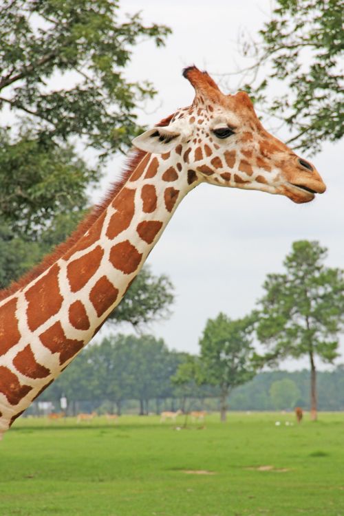 Žirafa, Gyvūnas, Ilgas Kaklas, Safari, Zoologijos Sodas, Serengeti, Afrika