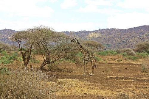 Žirafa, Safari, Tanzanija, Ngorongoro, Krateris, Gamta, Laukiniai, Gyvūnas, Valgymas