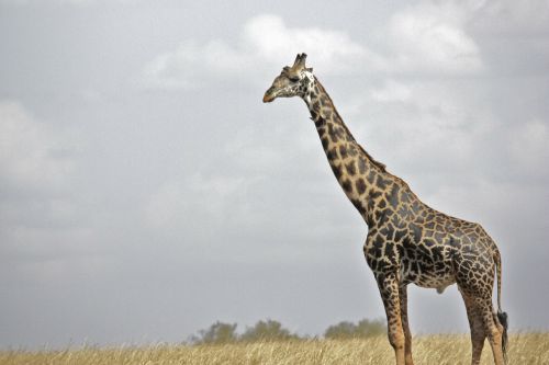 Žirafa, Safari, Laukinė Gamta, Serengeti, Tanzanija, Kūdikio Zebra, Afrika, Gyvūnas, Žinduolis