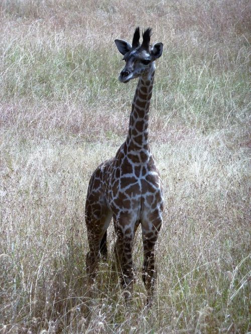 Žirafa, Laukiniai, Tanzanija, Serengeti, Safari, Žolė Lyguma, Dykuma