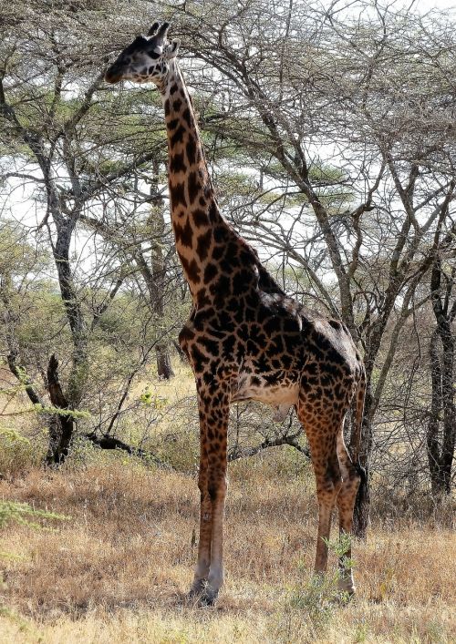 Žirafa, Dykuma, Laukiniai, Safari, Kenya, Tanzanija