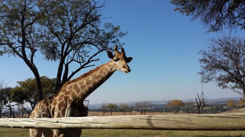 Žirafa, Afrika, Laukinė Gamta