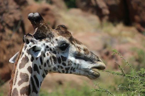 Žirafa, Tsavo, Kenya, Safari