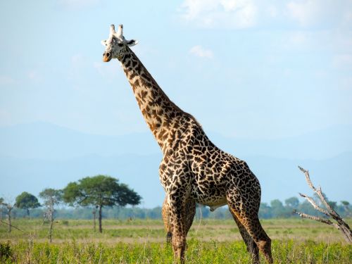 Žirafa, Safari, Laukiniai, Gamta, Serengeti, Tanzanija