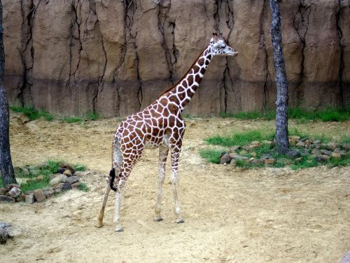 Žirafa, Zoologijos Sodas Gyvūnas, Safari, Žinduolis, Lauke