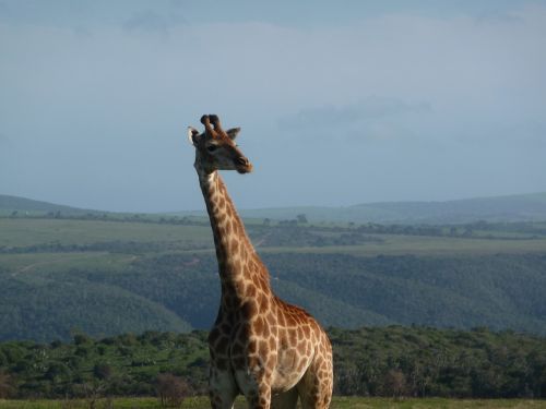 Žirafa, Afrika, Safari, Gyvūnas, Kenya, Dideli Gyvūnai, Gamta, Vaziuojantys Žirafai, Kaklas