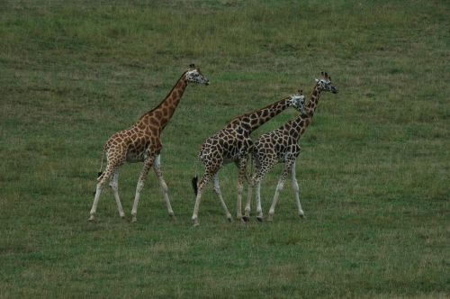 Žirafa, Afrika, Gyvūnai, Žirafos, Fauna
