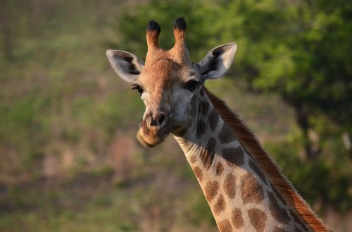 Žirafa, Afrikos, Savanna, Pietų Afrika