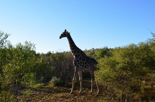Žirafa, Laukinė Gamta, Pietų Afrika, Afrikos, Gyvūnai, Safari