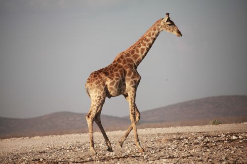 Žirafa, Afrika, Safari, Parkas