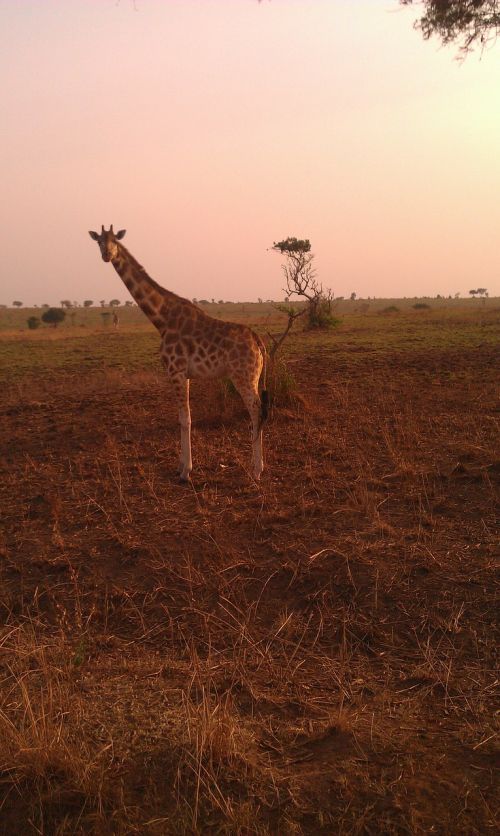Žirafa, Safari, Uganda, Savanna, Laukiniai, Gamta, Gyvūnai, Gyvūnas, Žinduolis, Vakaras, Lauke, Laukinė Gamta