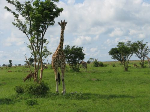 Žirafa, Gyvūnas, Safari, Zoologijos Sodas, Laukinė Gamta, Afrika, Žinduolis, Ilgai, Kaklas, Pastebėtas, Nykstantis, Afrikos, Dėmės, Aplinka, Žolė, Medžiai, Ganyti, Ganymas