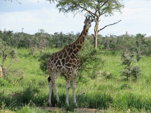 Žirafa, Safari, Afrika, Laukinė Gamta, Žinduolis, Laukiniai, Afrikos, Zoologijos Sodas, Dykuma, Gamta, Žolė, Laukas, Pieva, Gyvūnas, Nykstantis, Ilgai, Kaklas, Aplinka