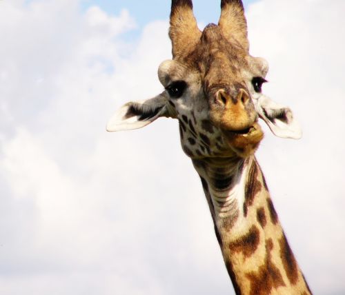 Žirafa, Afrika, Safari, Gamta, Laukinė Gamta, Gyvūnas, Laukiniai, Aukštas, Žinduolis, Kaklas, Camelopardalis, Didelis, Dykuma, Savana, Žolėdis, Galva, Lauke, Kenya
