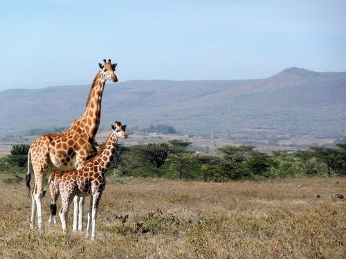 Žirafa, Kenya, Kigio, Afrika, Gyvūnas, Laukinė Gamta, Žinduolis, Safari, Gamta, Parkas, Laukiniai, Kaklas, Ilgai, Aukštas, Mielas, Nacionalinis, Kelionė, Rezervas, Dykuma, Kraštovaizdis
