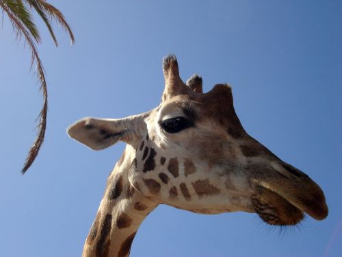 Žirafa, Safari, Afrika, Nacionalinis Parkas, Gyvūnas, Gamta, Dykuma, Mėlynas, Zoologijos Sodas, Saldus