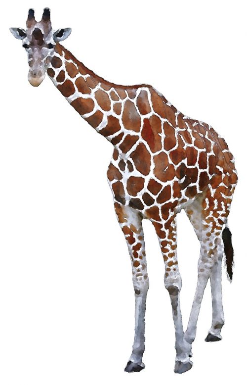 Žirafa, Afrika, Akvarelė, Gyvūnas, Oekaki, Mielas