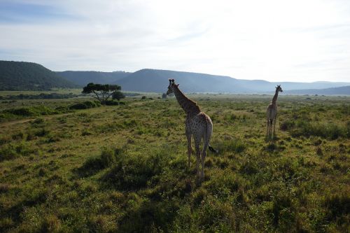 Žirafa, Kariega, Safari, Pietų Afrika, Gyvūnai, Žolės Plotas