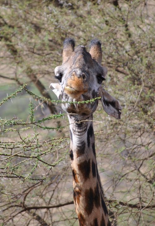 Žirafa, Serengeti, Afrika, Tanzanija, Serengeti Parkas, Nacionalinis Parkas, Gamta, Gyvūnas