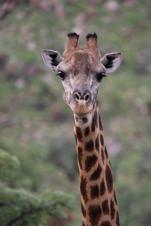 Žirafa, Gyvūnas, Žinduolis, Laukiniai, Laukinė Gamta, Gamta, Safari, Fauna, Afrika