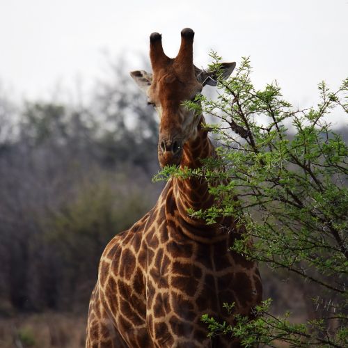 Žirafa, Afrika, Solo, Laukinė Gamta, Gyvūnas, Medis, Valgyti