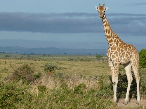 Žirafa, Uganda, Afrika, Laukinė Gamta, Savana, Murchison, Camelopardalis, Rothschildi, Nykstantis