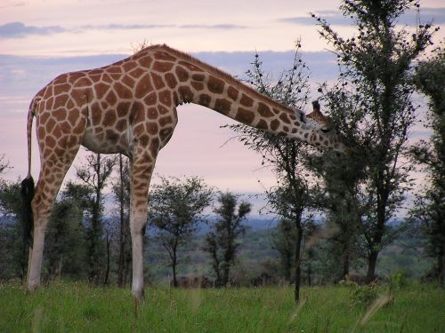 Žirafa, Maitinimas, Murchison, Gamta, Safari
