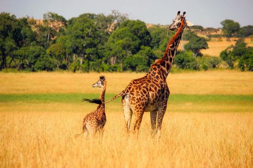Žirafa, Gyvūnai, Laukinė Gamta, Afrika, Kūdikis, Motina, Mielas, Kraštovaizdis, Gamta, Lauke, Safari, Laukas, Pieva, Šalis, Kaimas, Dykuma, Hdr
